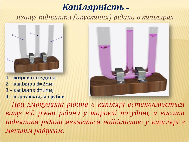 Капілярність –  явище підняття (опускання) рідини в капілярах     